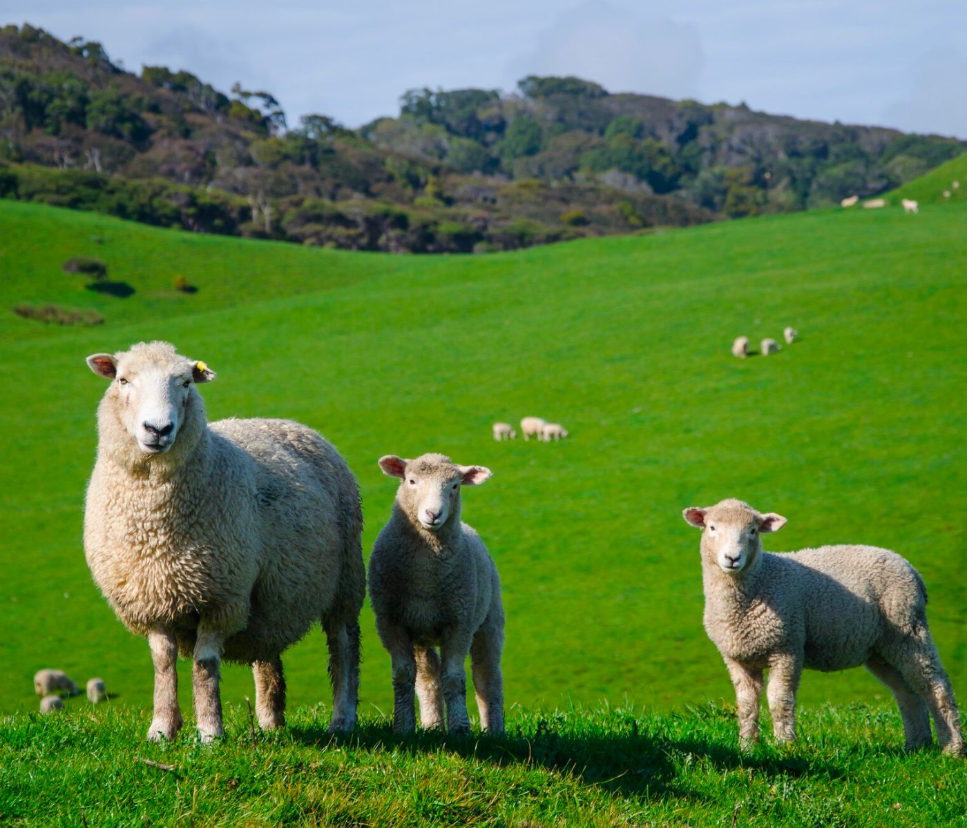 Trace minerals and their importance in sheep nutrition