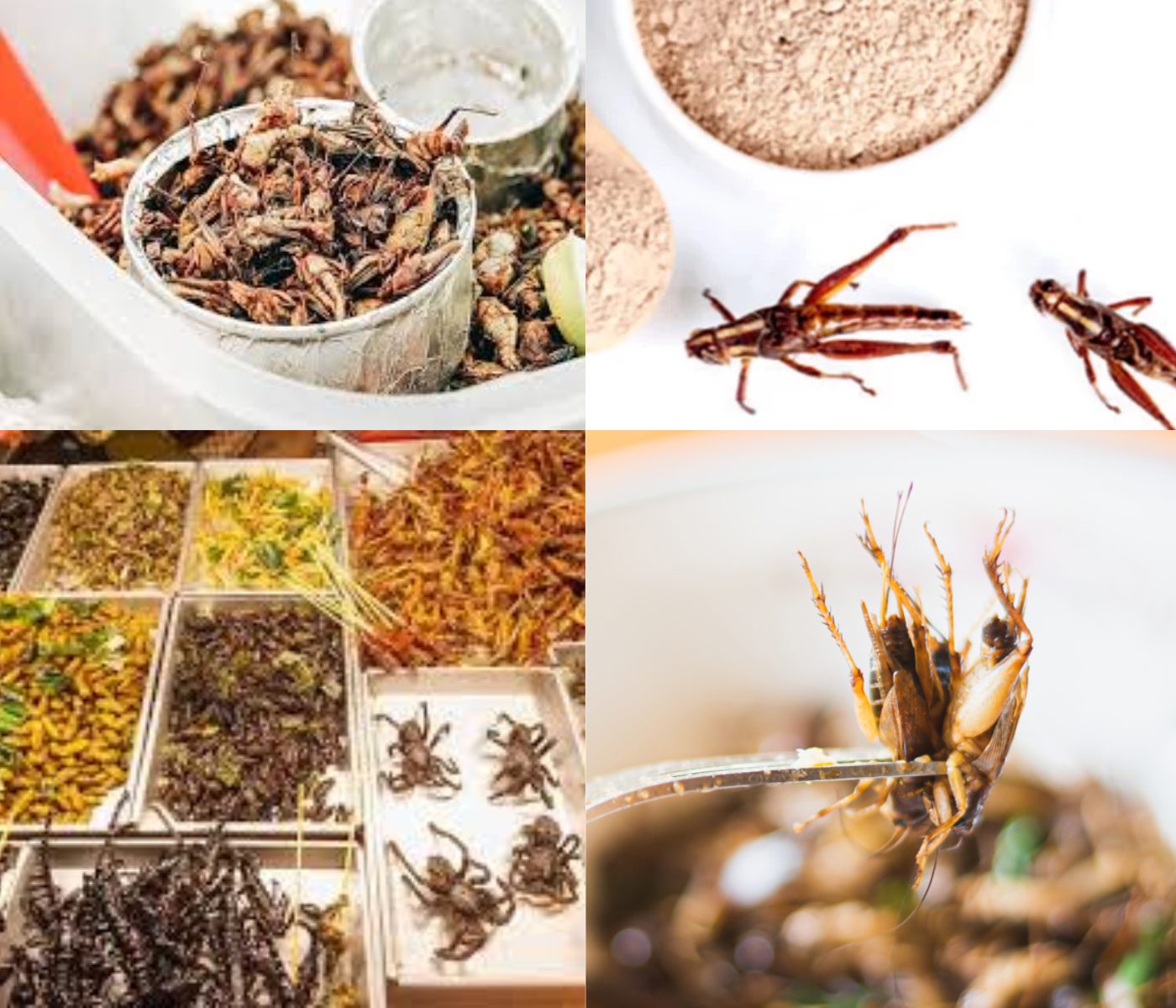 East African Scientists Lead Global Effort for Insect Protein