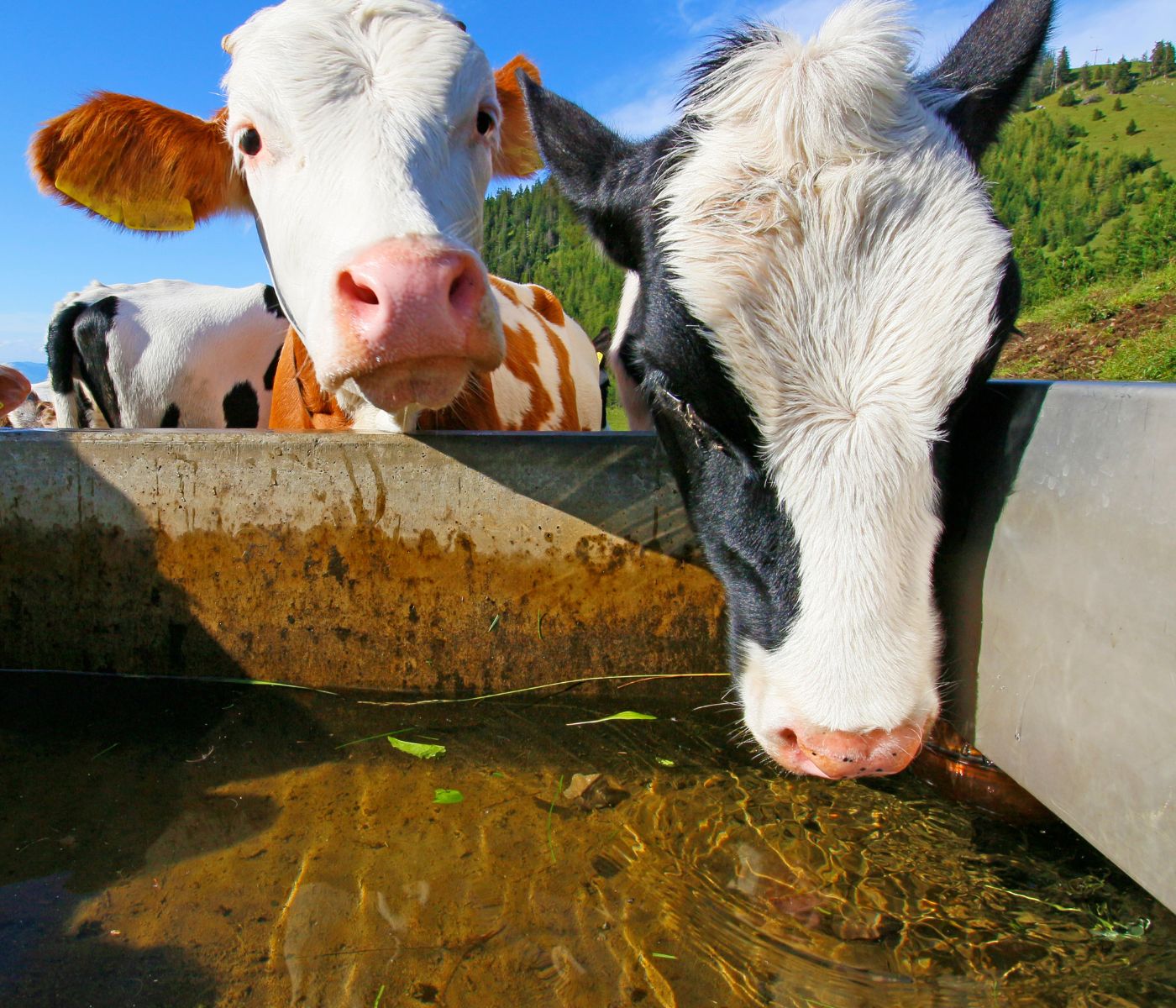 Estudo apresenta indicadores para consumo de água por vacas