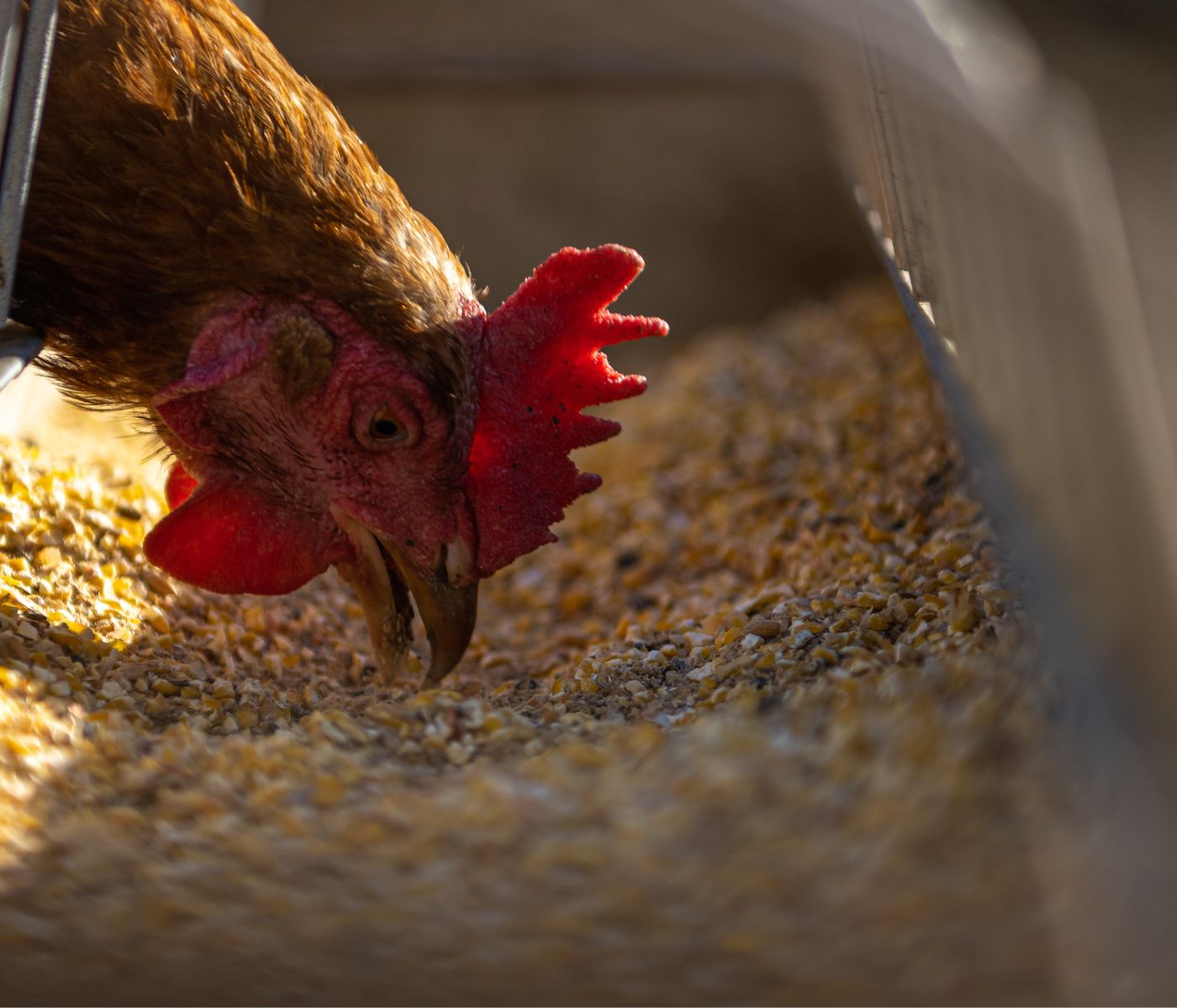 Evonik defende estratégia nutricional para reduzir efeitos do calor em aves