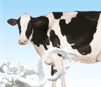 metionina-em-vacas-leiteiras-em-transicao