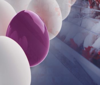 prebiotico-uniwall-na-qualidade-de-ovos