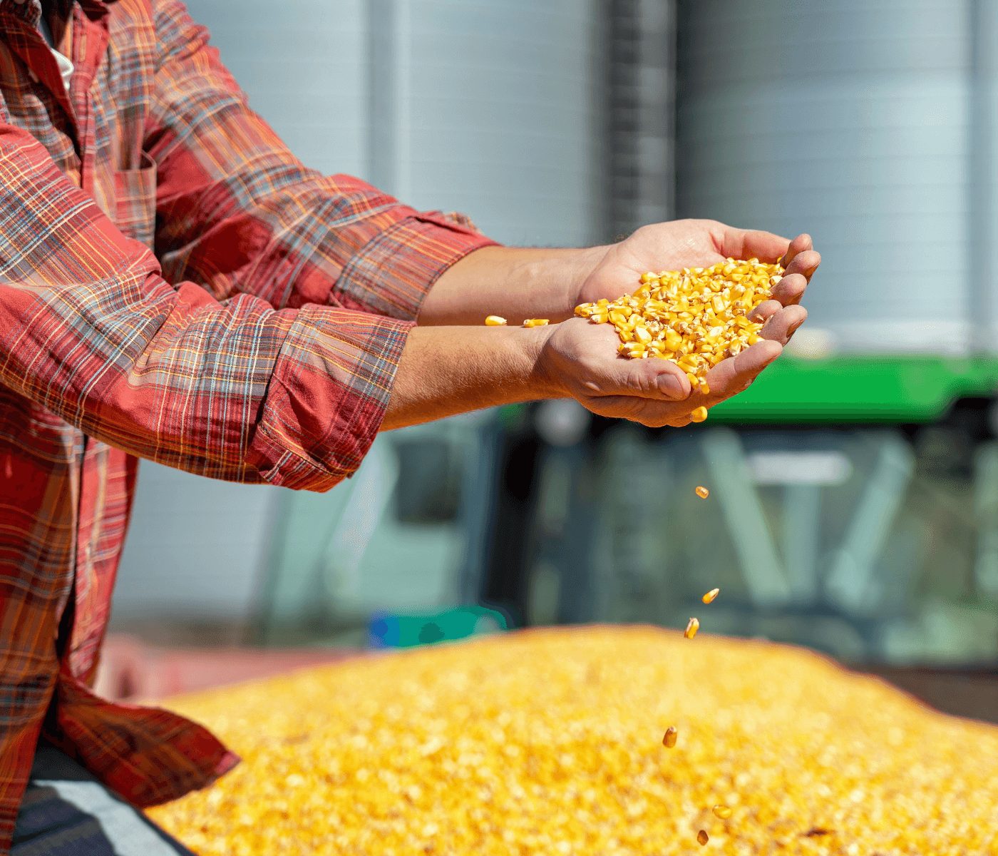 Preços da saca de milho caem e dieta do grão inteiro se torna mais vantajosa