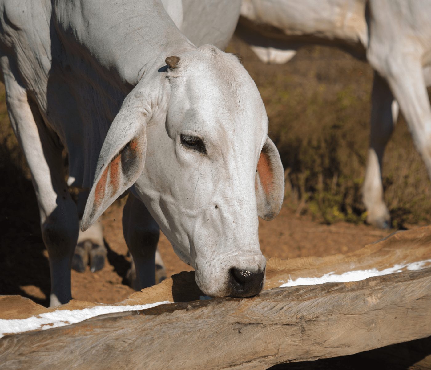 Clima seco redobra atenção com a alimentação de rebanho bovino