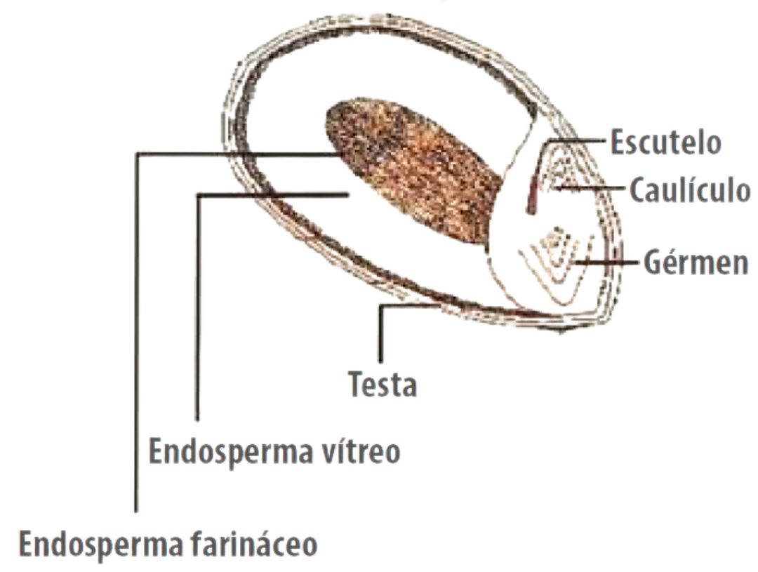 sorgo-grao-morfo