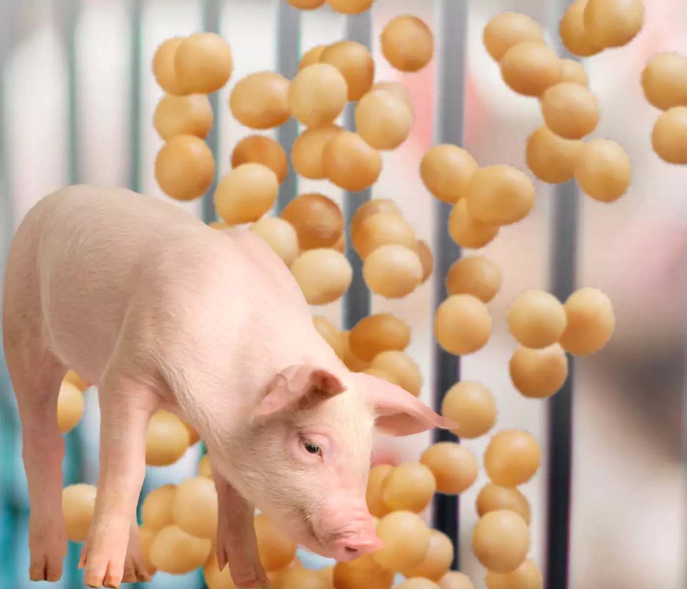 Visión actual del uso de la soja en dietas para cerdos