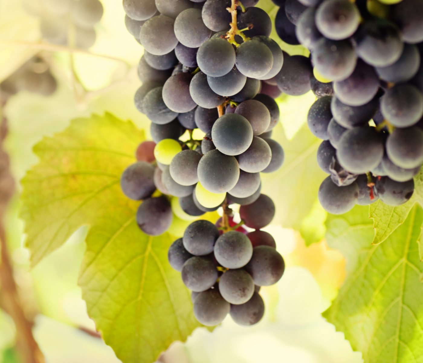 Investigación propone aprovechar los subproductos de la uva en acuicultura
