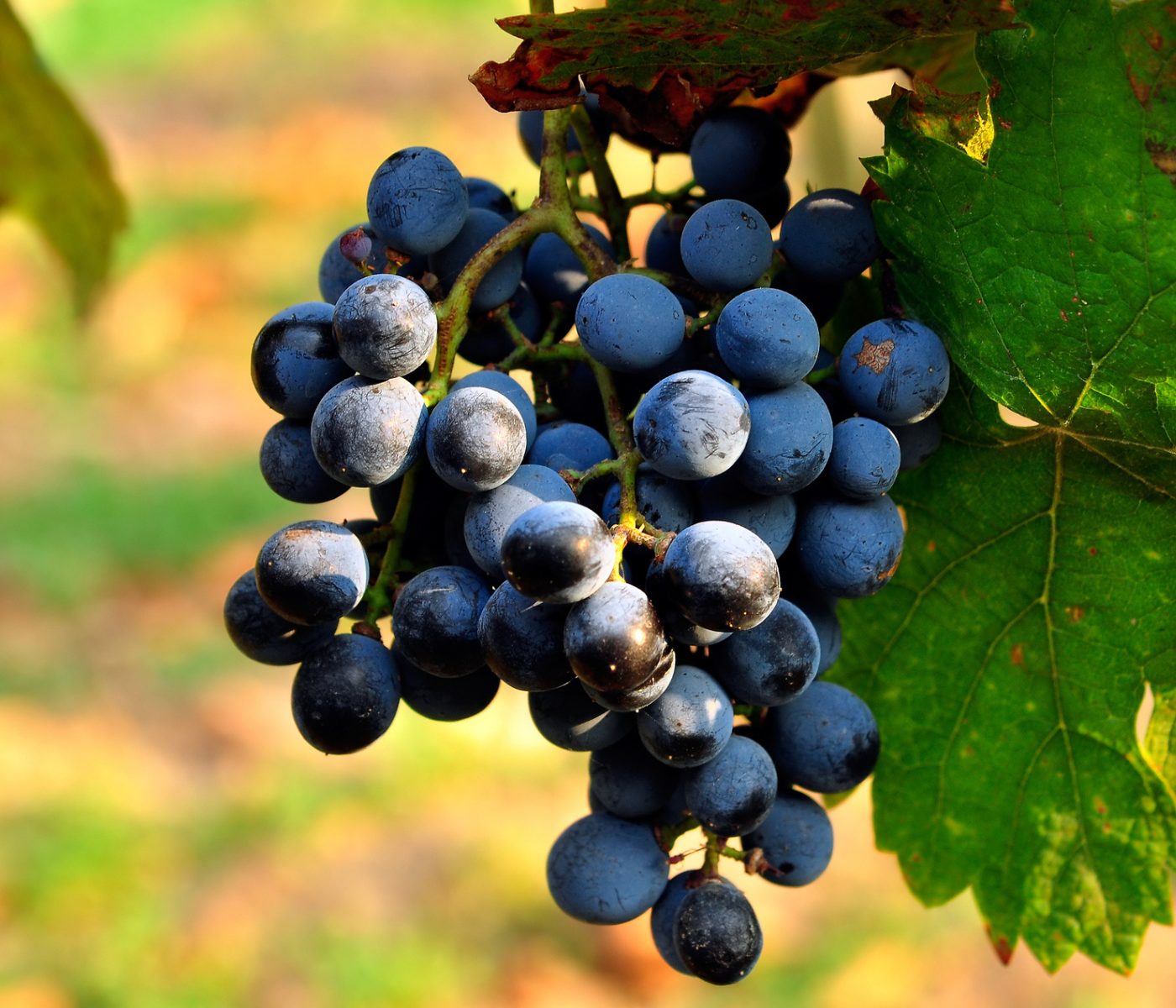 Subproductos de la uva en nutrición acuícola