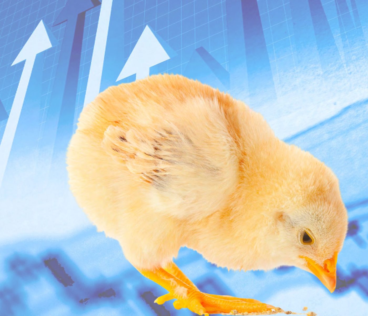 Balanced diets for poultry: Ensuring uniformity in mixing