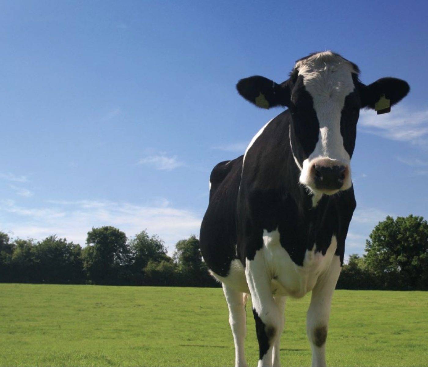 Isoácidos: la nueva frontera de la nutrición láctea