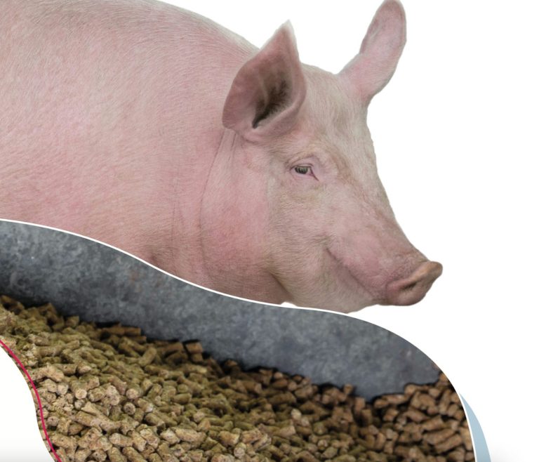 Nutrición del verraco y características del semen: una estrecha relación