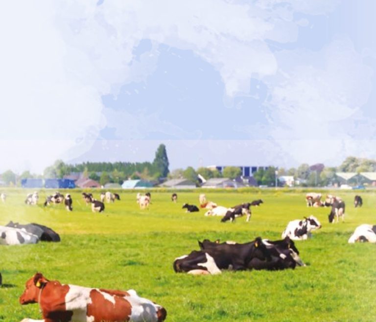 El cálculo del miedo: manejo del pasto en primavera