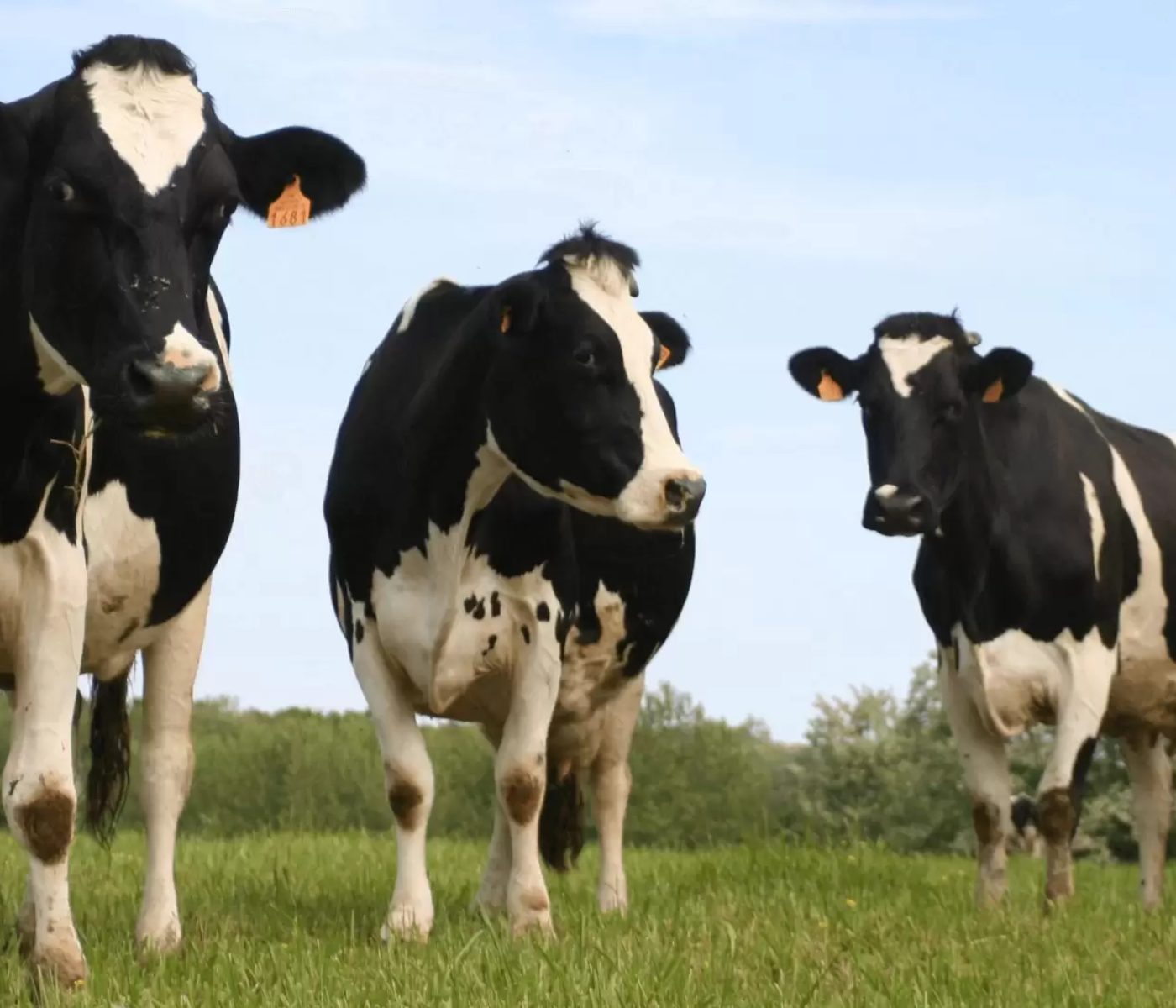 Confronting Cow Methane Emissions: Denmark’s Solutions