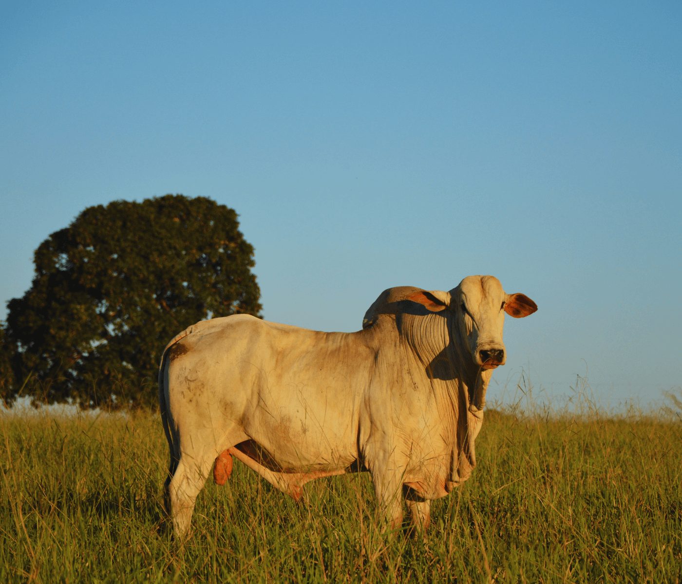 Clima e redução de pastagens podem diminuir em 25% a produção de carne bovina