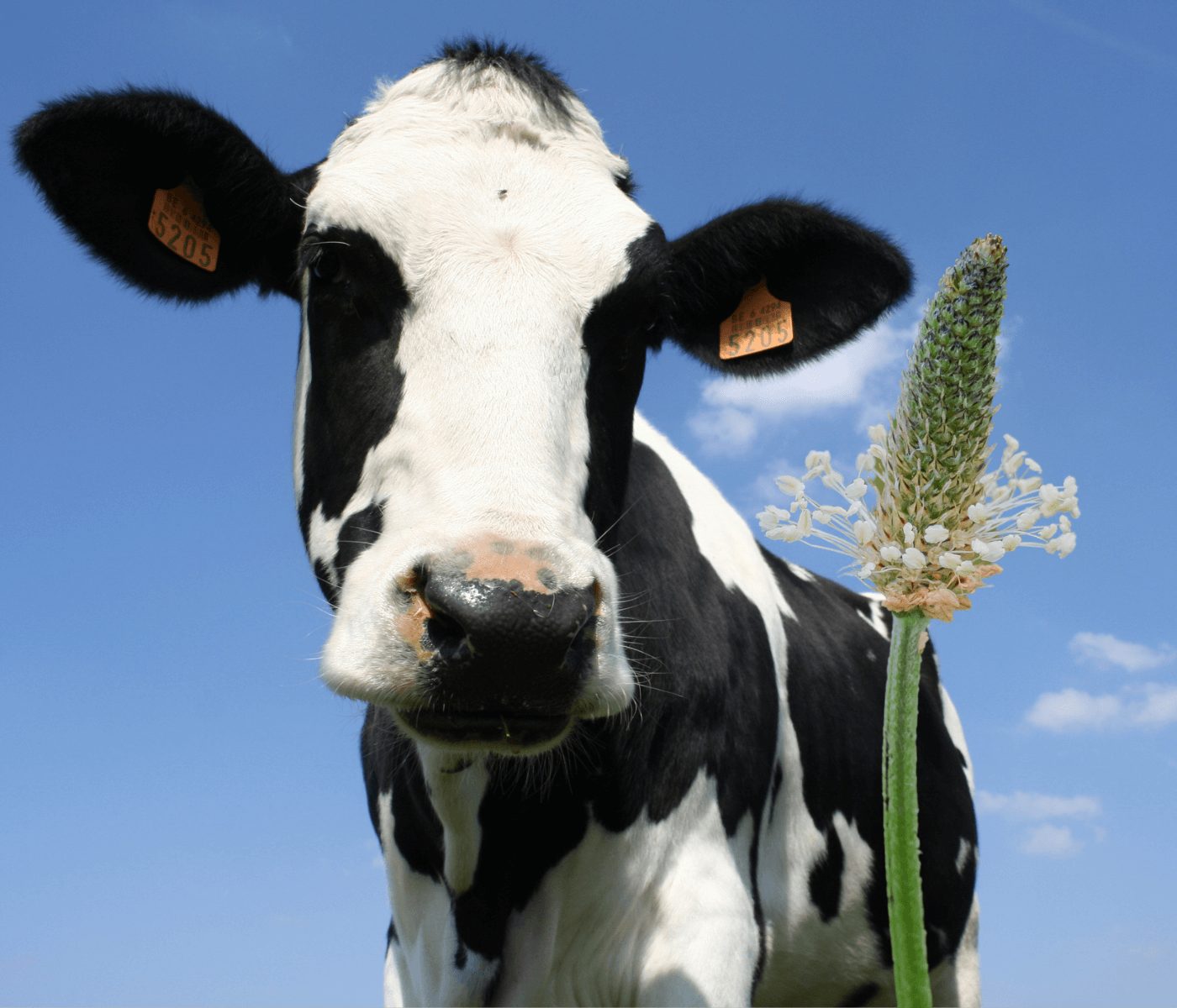 Plantago lanceolata en ganado bovino: una alternativa sostenible