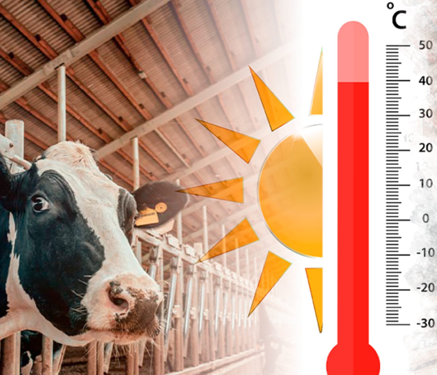 Feeding for high milk quality in dairy cows under heat stress 
