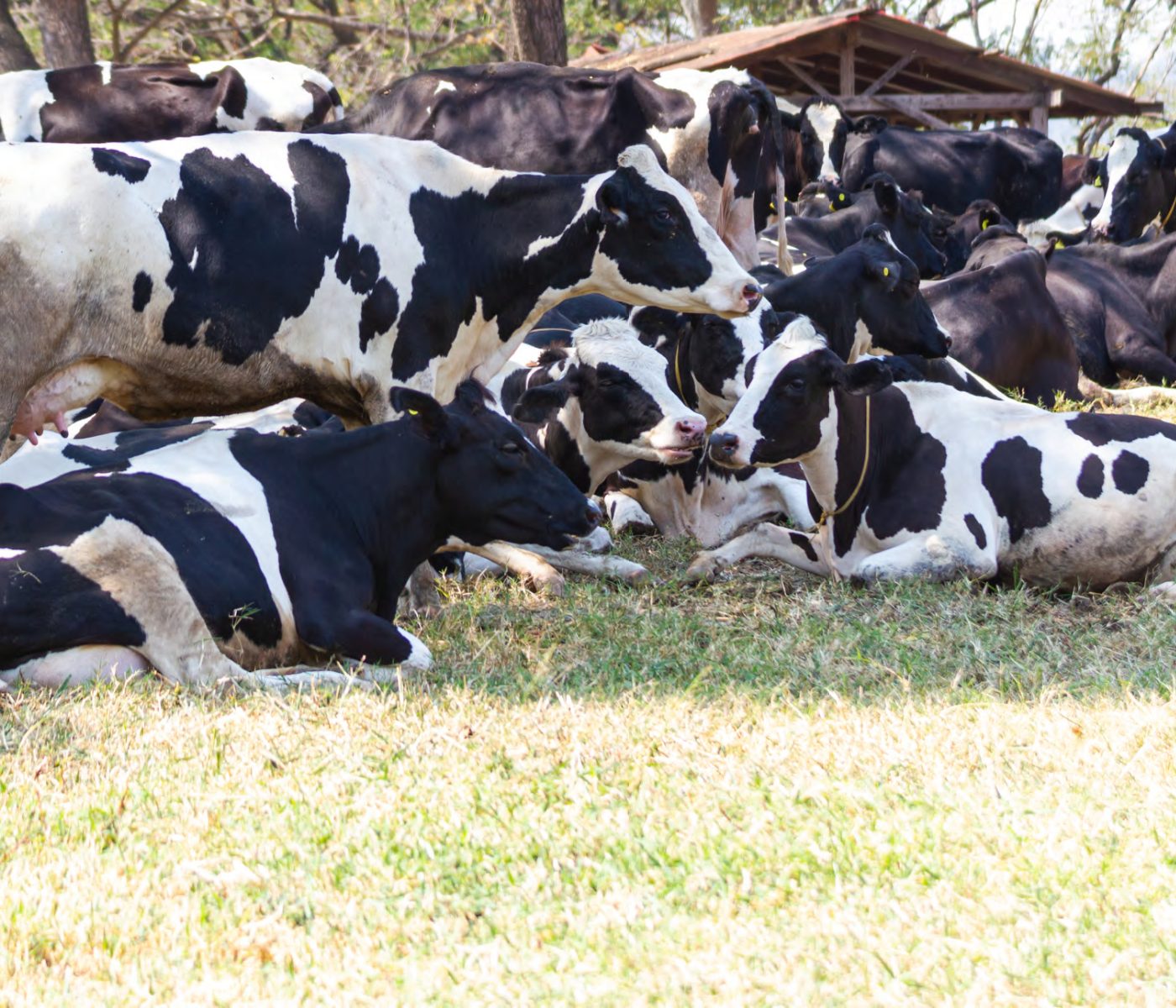 AMINO ACIDS IN THE FEEDING OF CATTLE (PART 2)