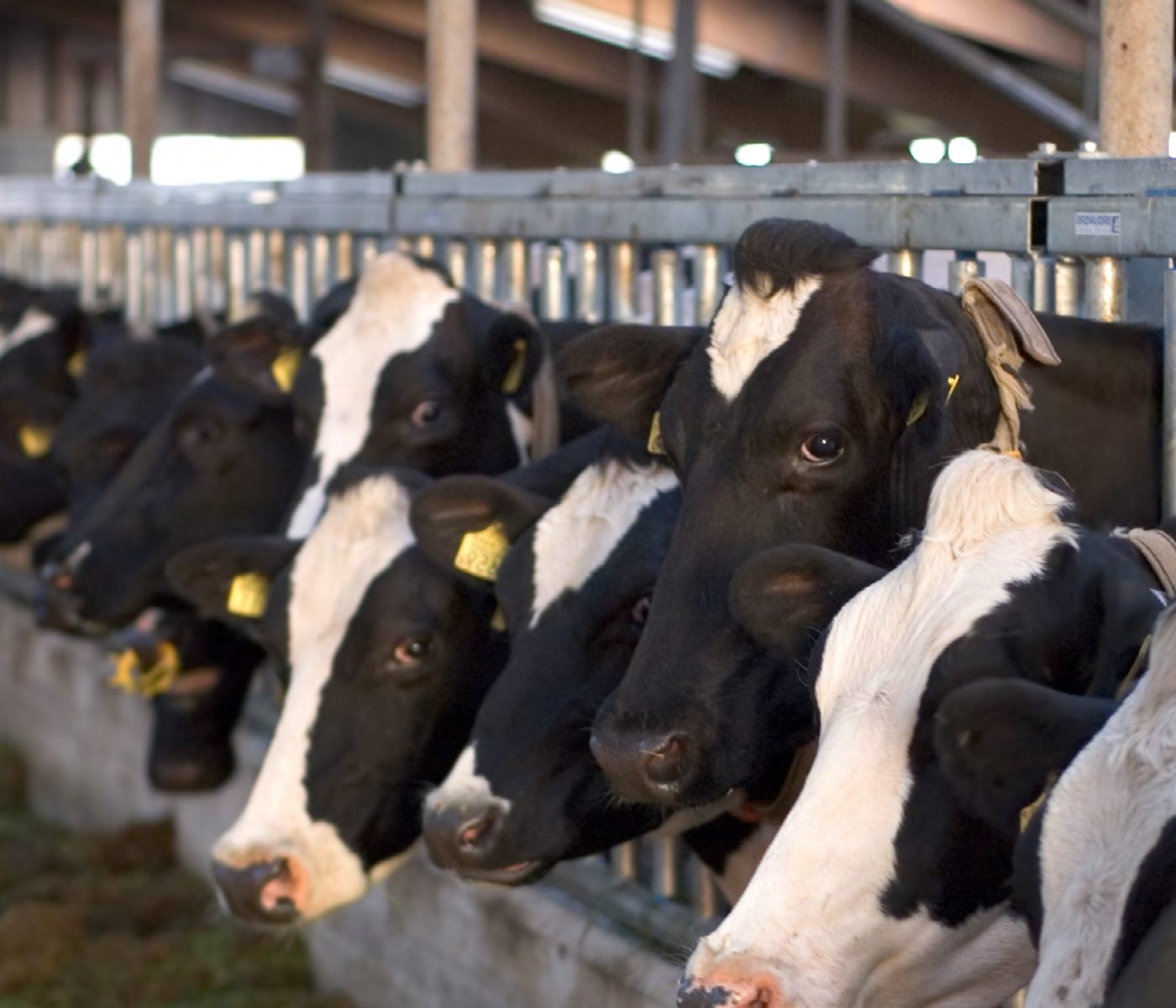 FDA Approves Methane-Reducing Feed Additive