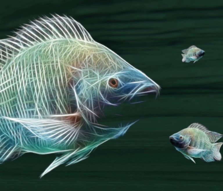 Prebióticos, probióticos y simbióticos como herramienta en la acuicultura