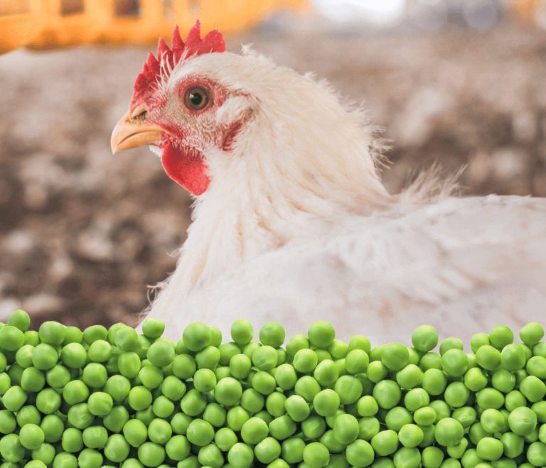 Arveja verde cruda y desactivada en dietas de broilers