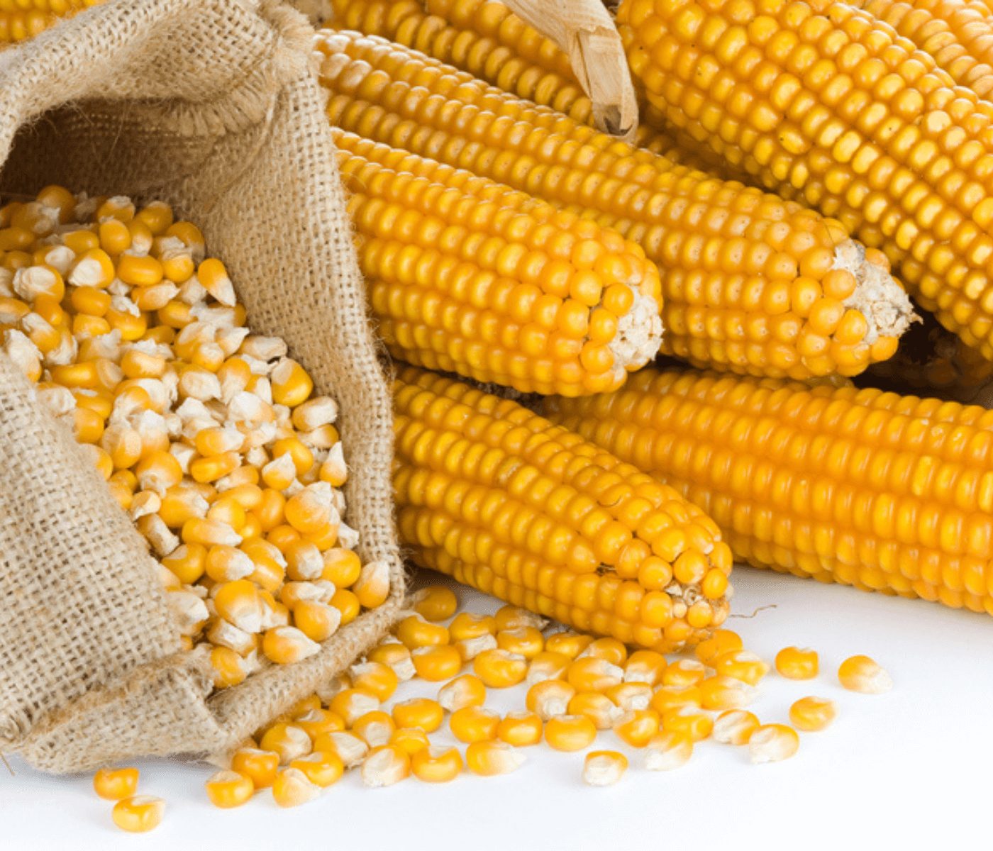 Perú lanza variedad de maíz amarillo duro de alto rendimiento