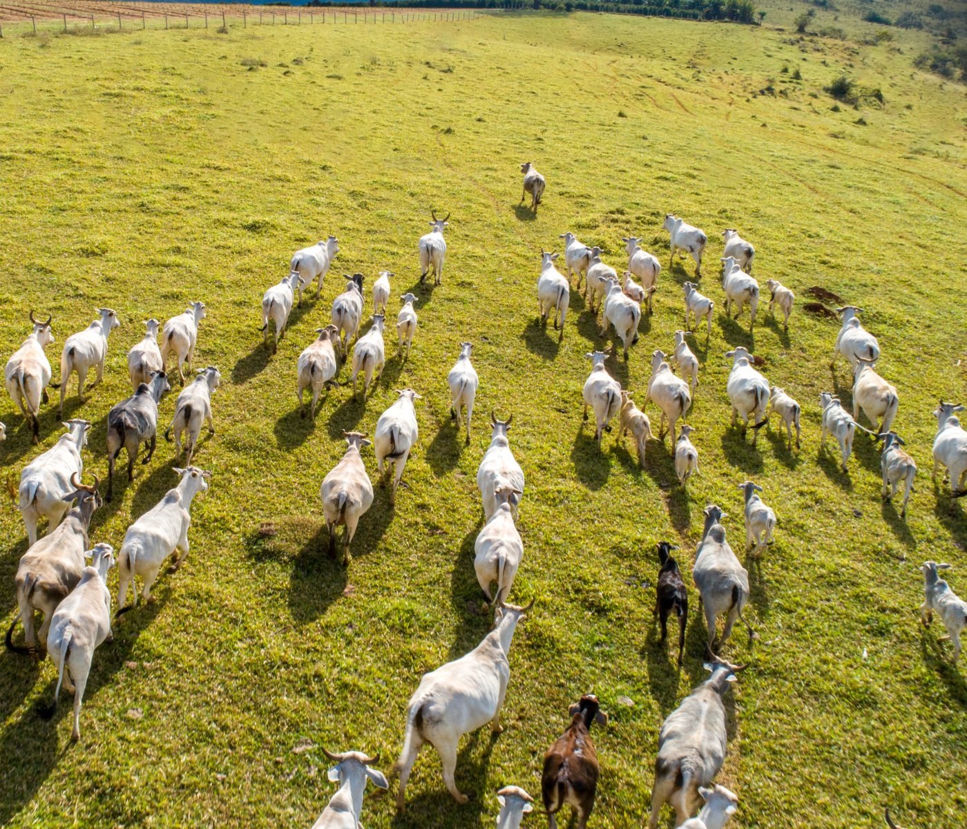 UN Report: Overuse and Climate Degrade Half of World’s Pastures