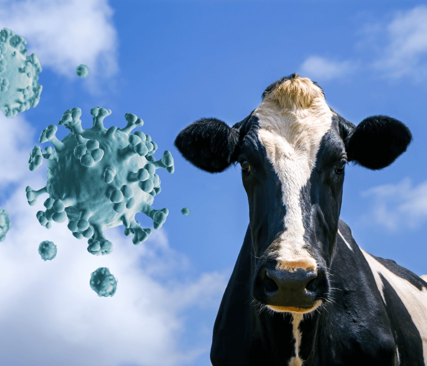 OMS alerta para risco de propagação da gripe aviária em vacas