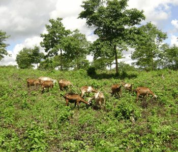 sistema-agroflorestal-estoque-de-carbono