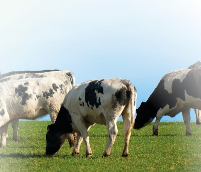 Las pasturas templadas: base alimenticia de la mejor calidad