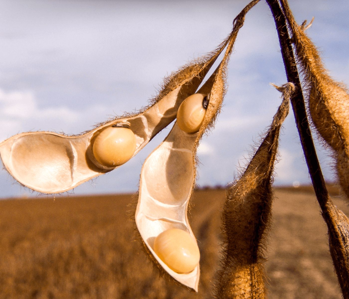 Biocombustível e farelo de soja são fatores para avanço da soja no Brasil