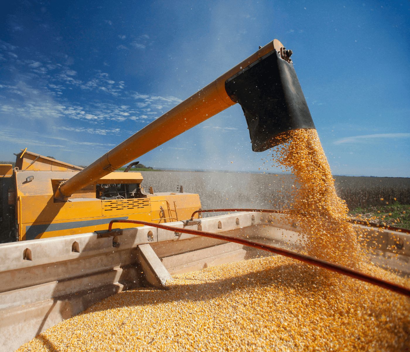 Conab eleva previsão para exportação e safra de milho do Brasil