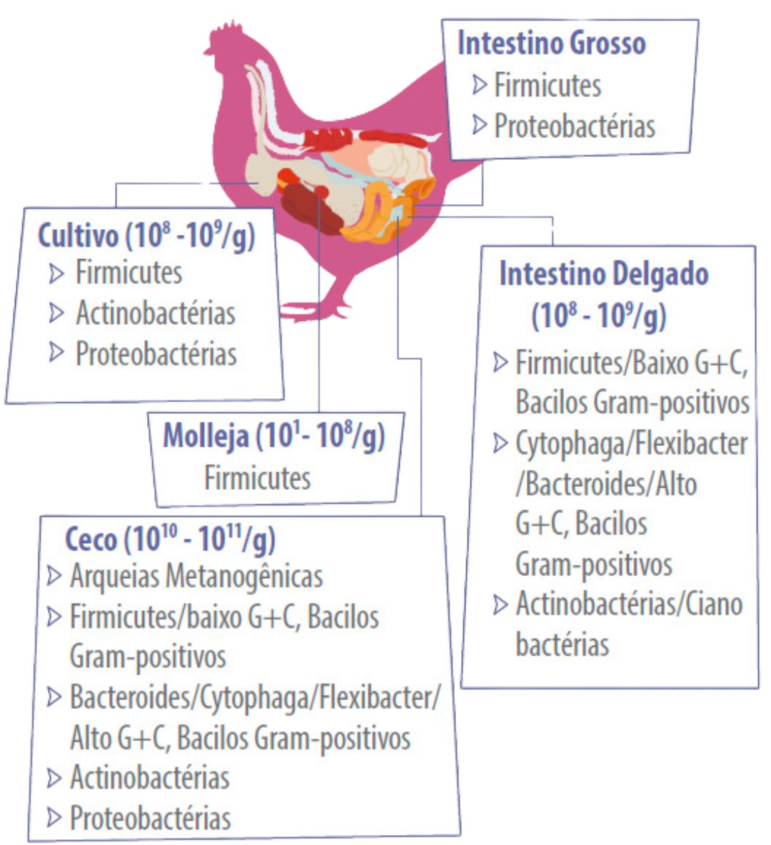 saude-intestinal-de-aves