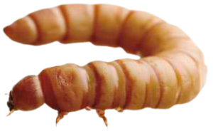 larva-tenebrio-molitor-final