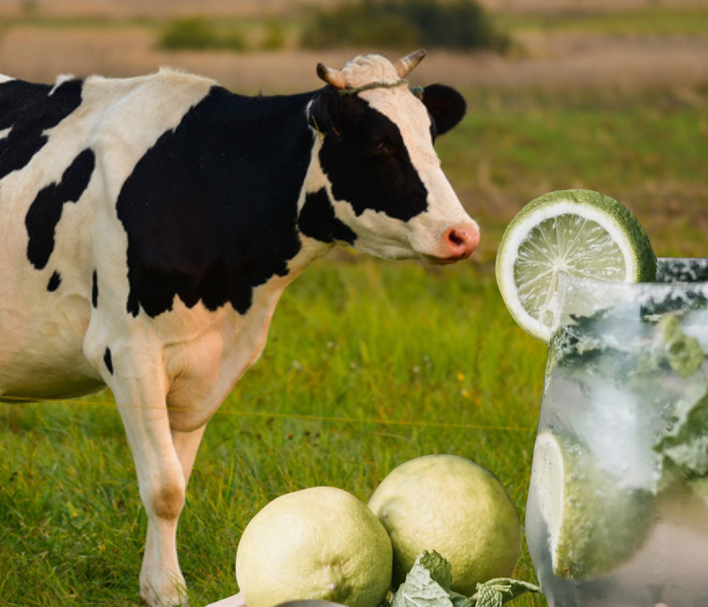 Té de limón para mitigar las emisiones de metano en bovinos