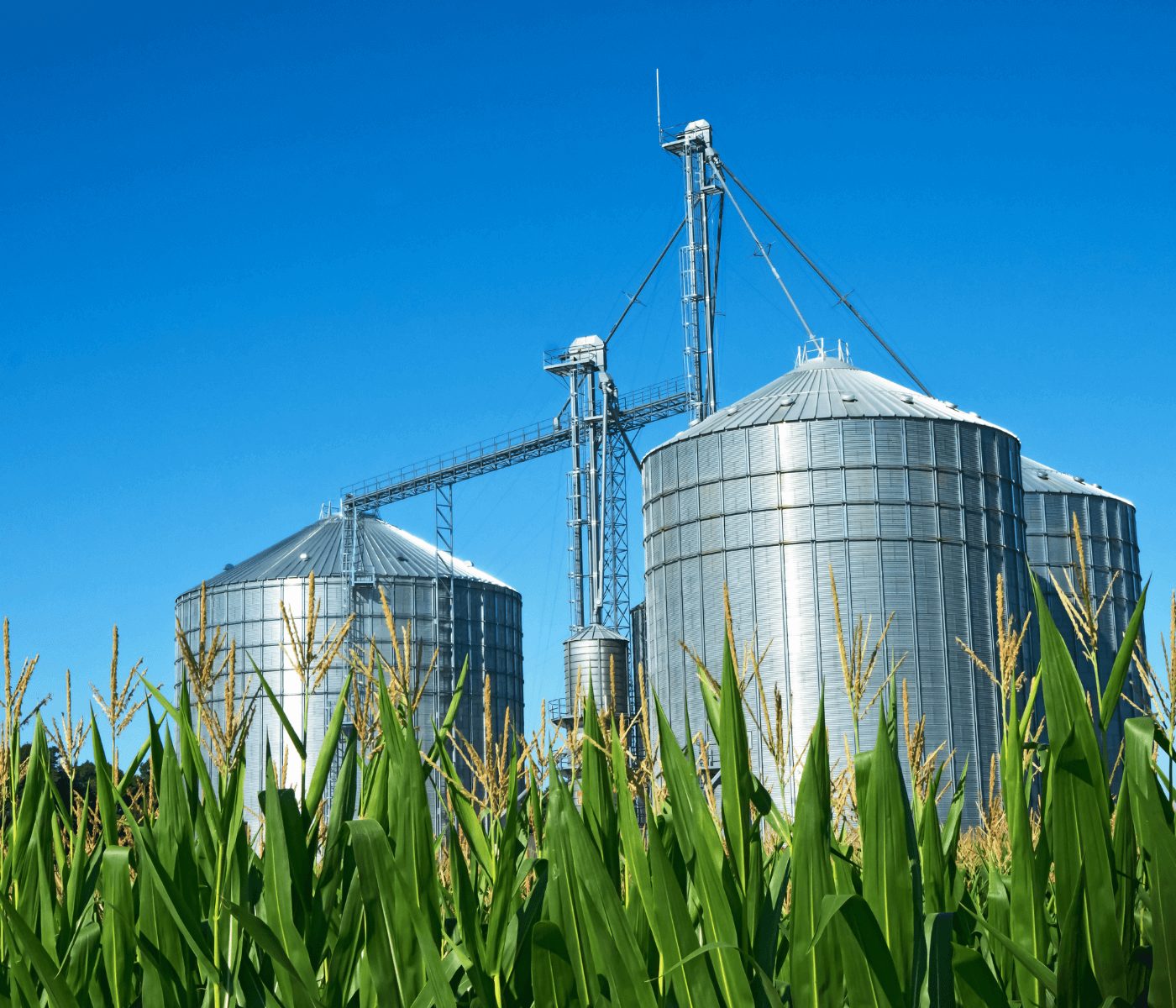Pesquisa explora coprodutos do etanol de milho para alimentação animal