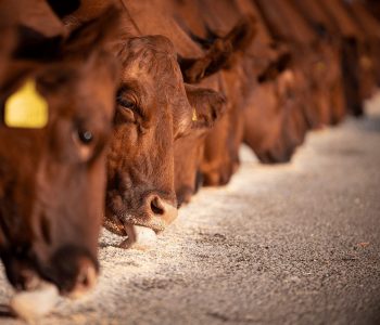 pesquisadoras-orientam-para-suplementacao-de-bovinos