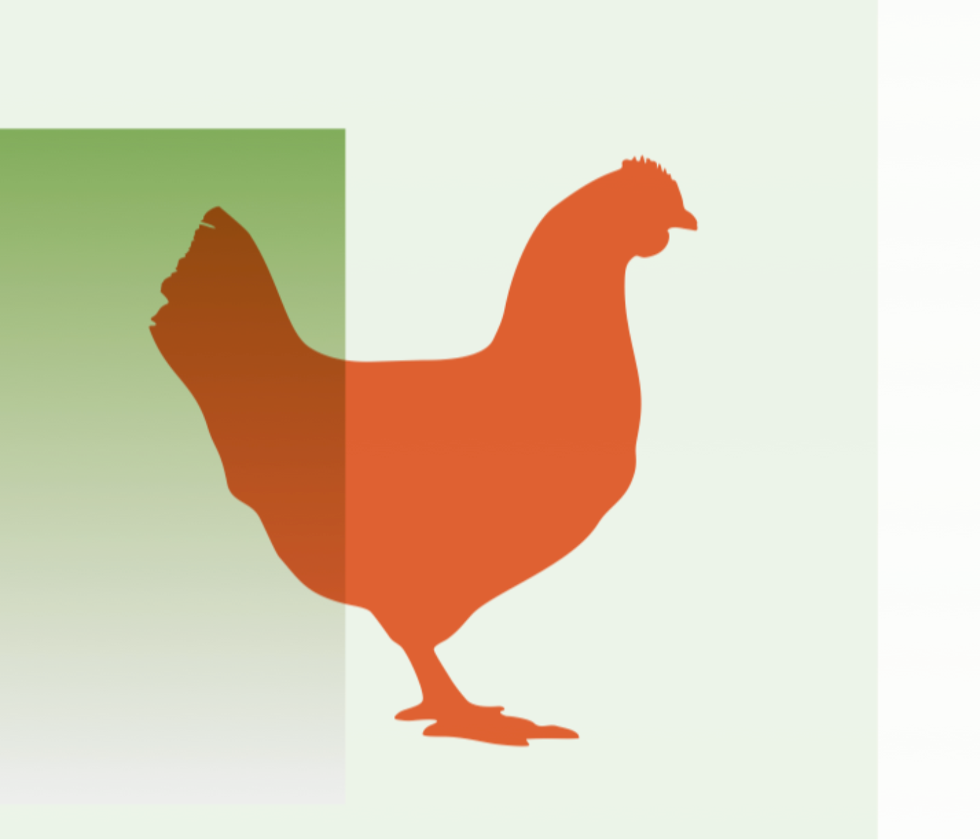Feed-X en rendimiento de pollos broiler vacunados frente a la coccidiosis