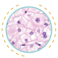 celulas-sistema-imunologico-hepatico