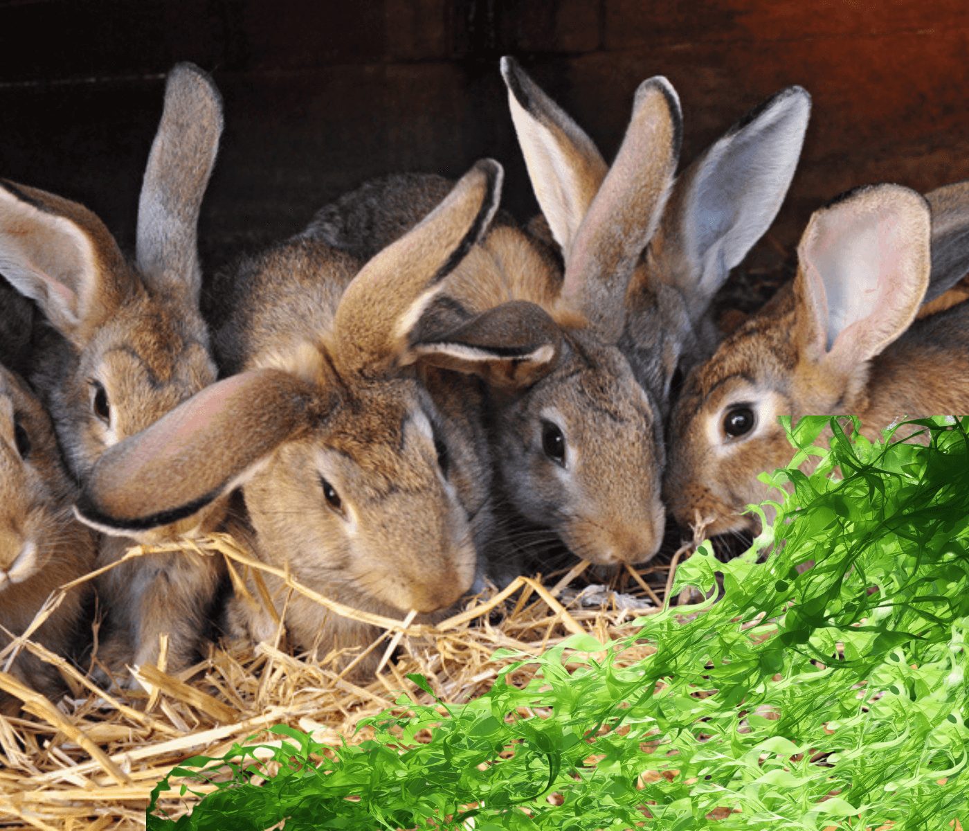 Beneficios de las macroalgas en alimentación de conejos