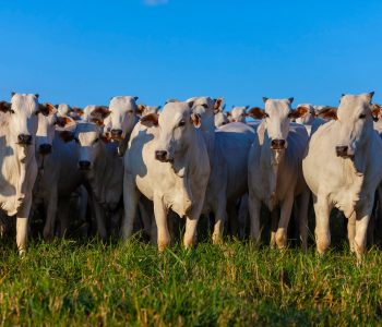 praticas-manejo-de-pastagem-aumentam-producao-de-carne