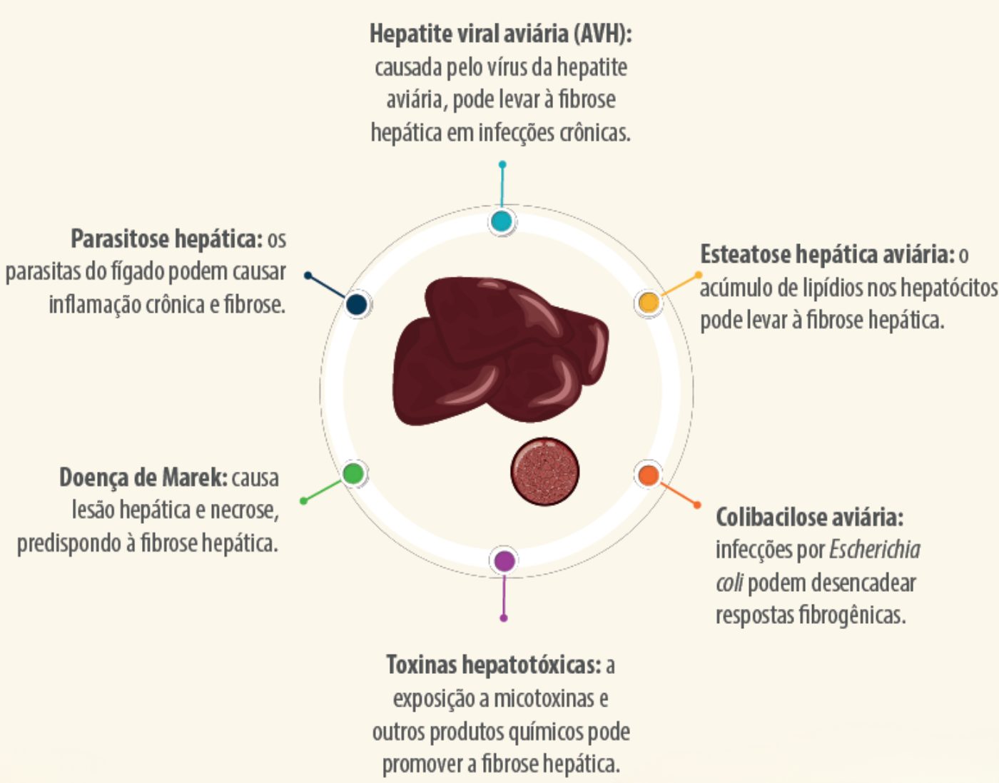 doencas-sistema-imunologico-hepatico