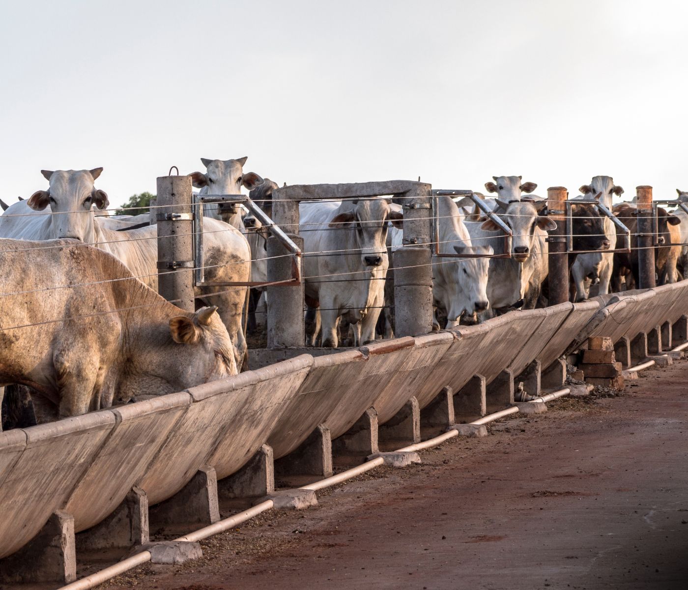 dsm-firmenich reformula soluções nutricionais e lança produtos para bovinos