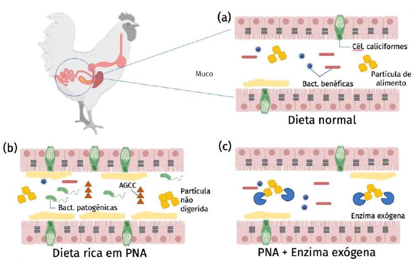 integridade-intestinal