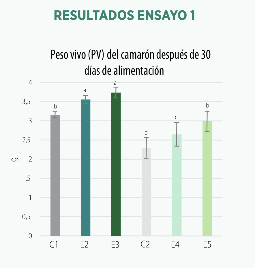 camarón blanco