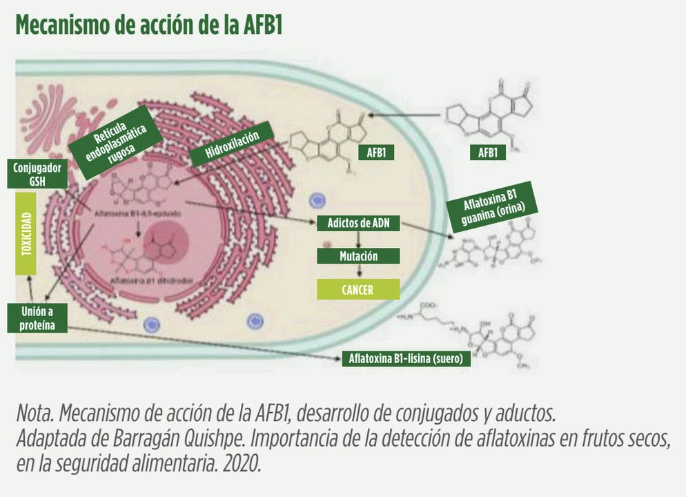 control aflatoxinas