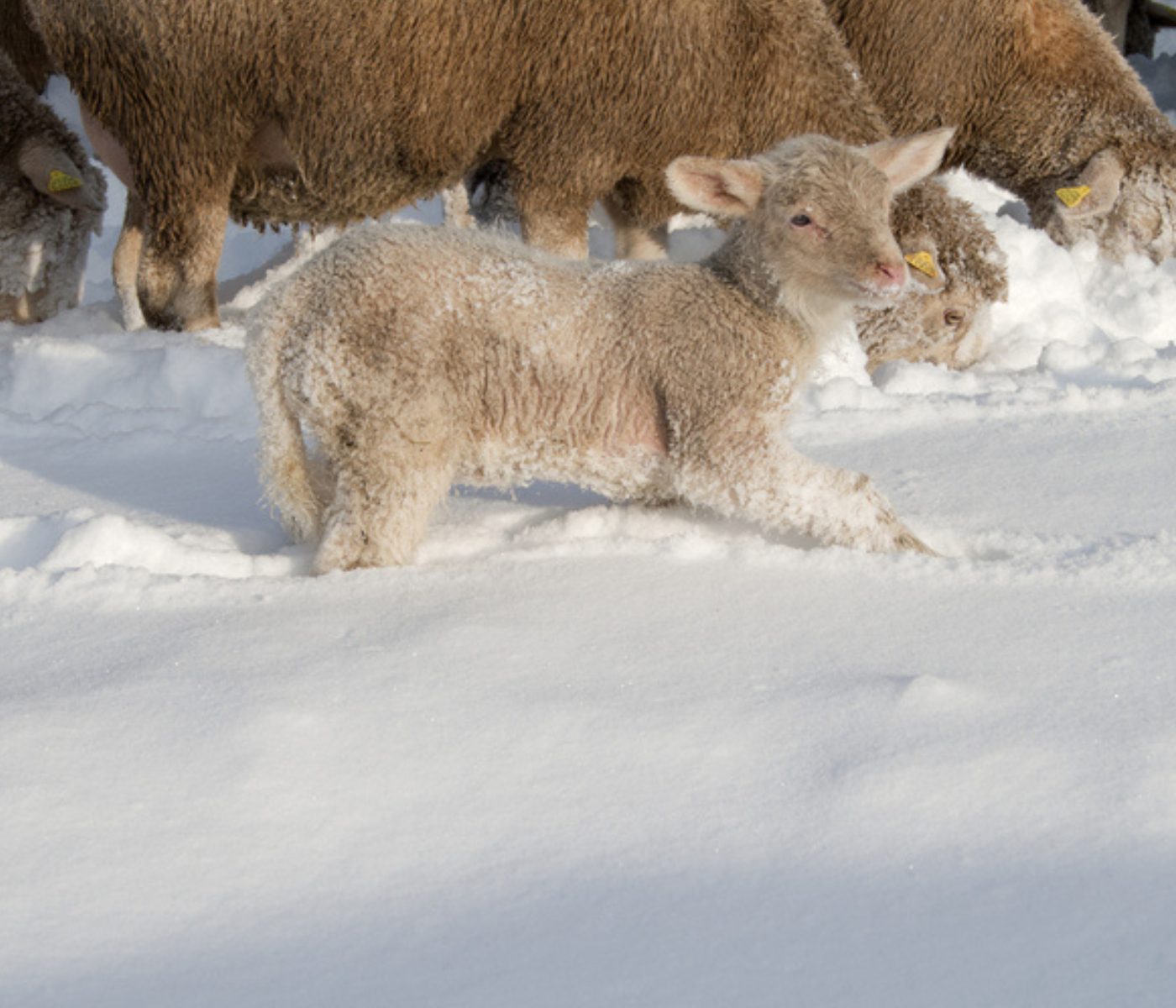 Nevada en Argentina pone en riesgo la salud de ovinos