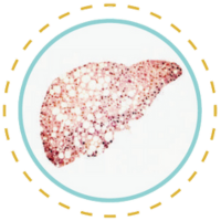 sistema-imunologico-hepatico-regeneracao