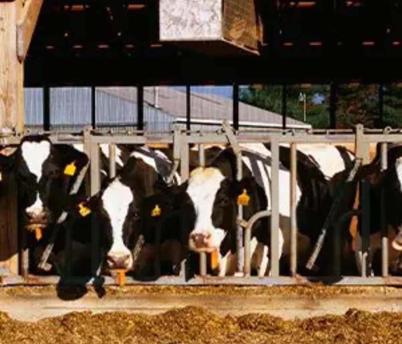 Boosting Dairy Nutrition: FTMR’s Impact on Holstein Cow