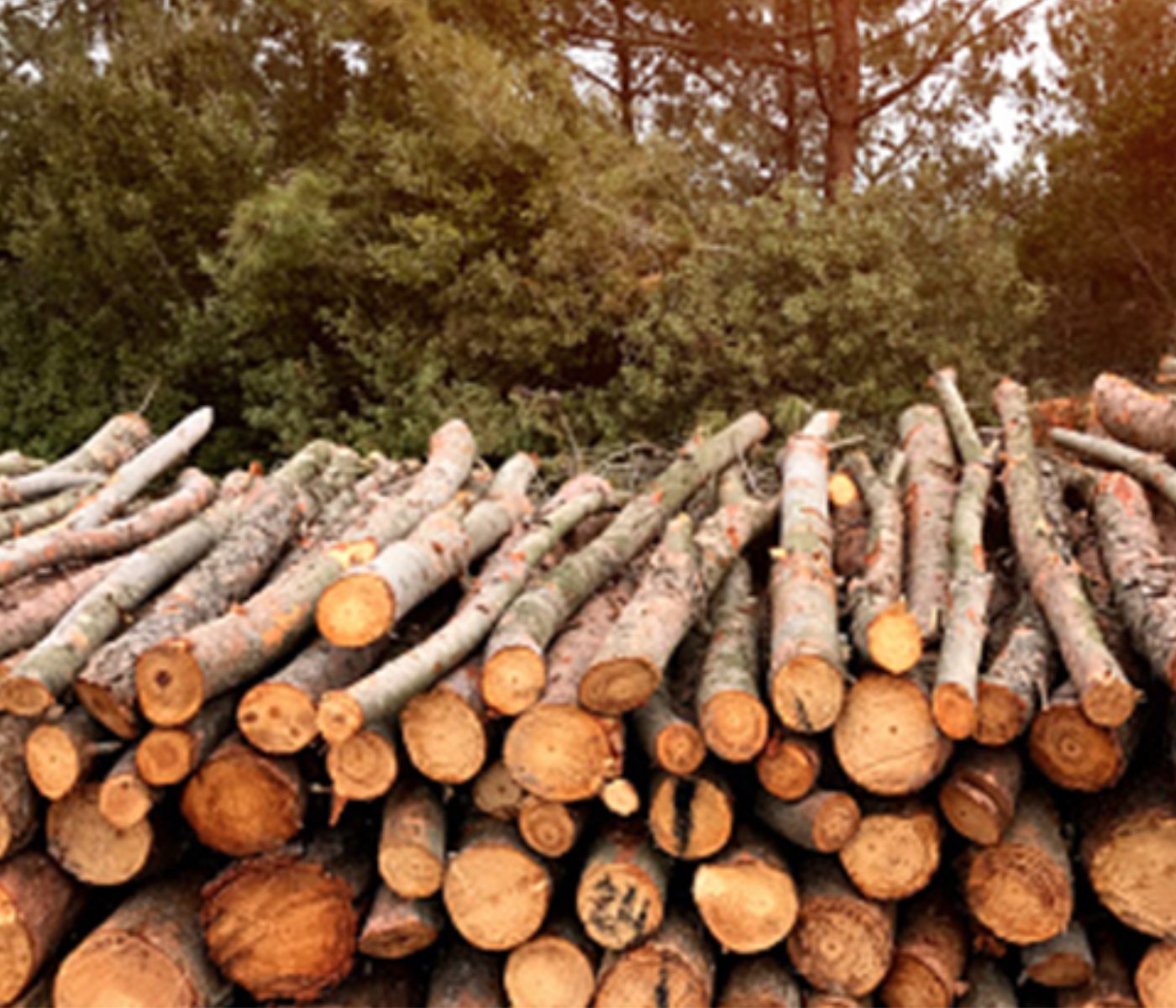 Transforming Wood Waste into Sustainable Fuel and Fish Feed