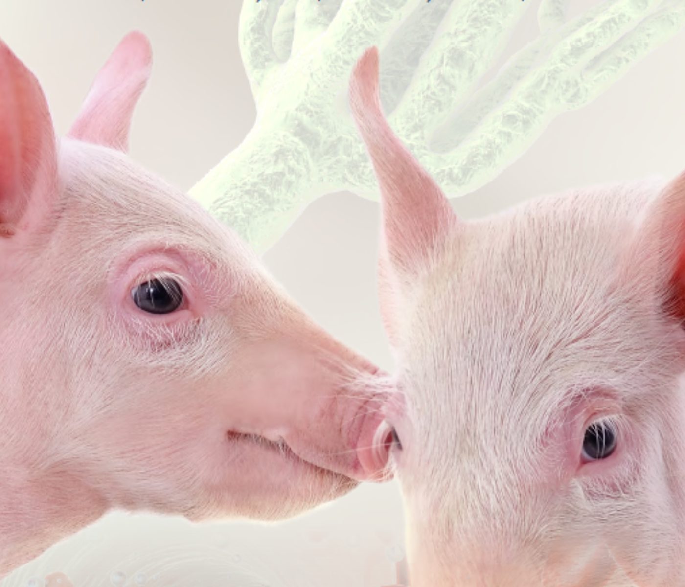 Biomarkers of mycotoxin exposure in swine